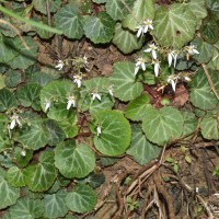 Saxifraga stolonifera Curtis